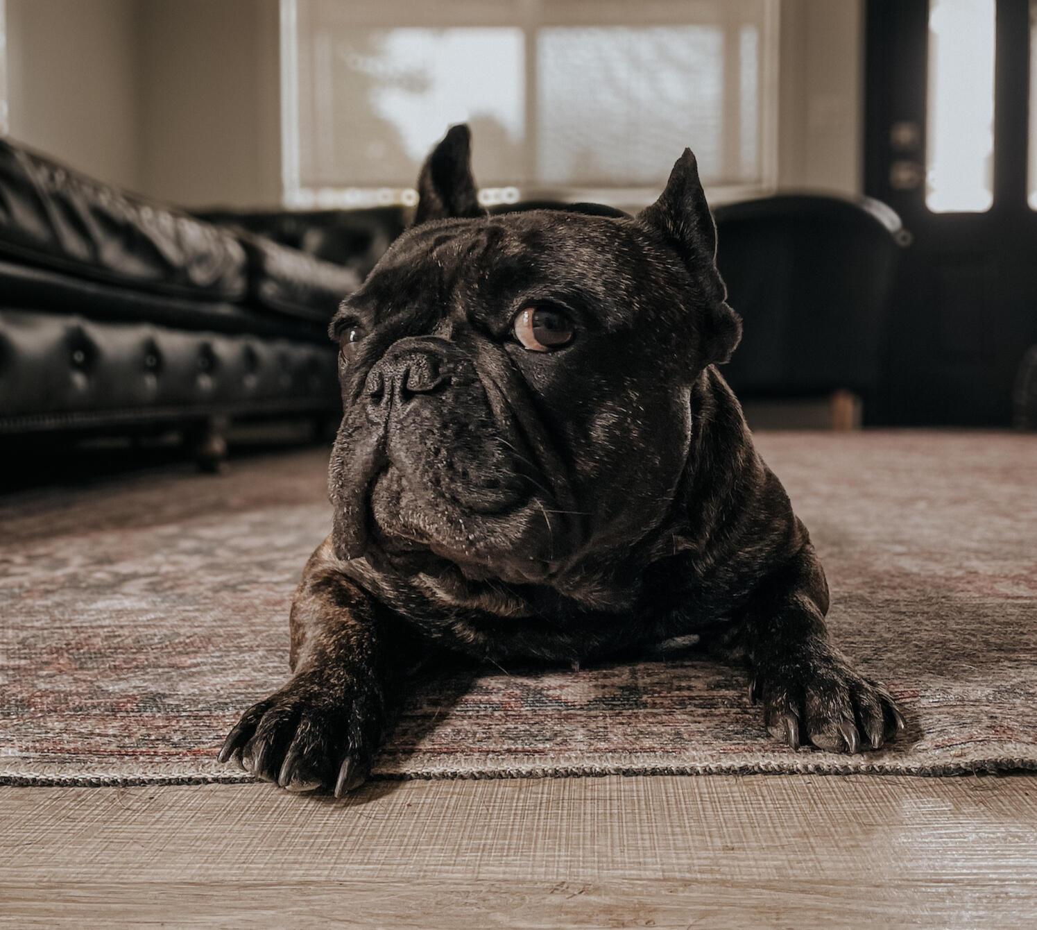 Ragnar the French Bulldog